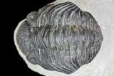 Bargain, Pedinopariops Trilobite - Mrakib, Morocco #137687-3